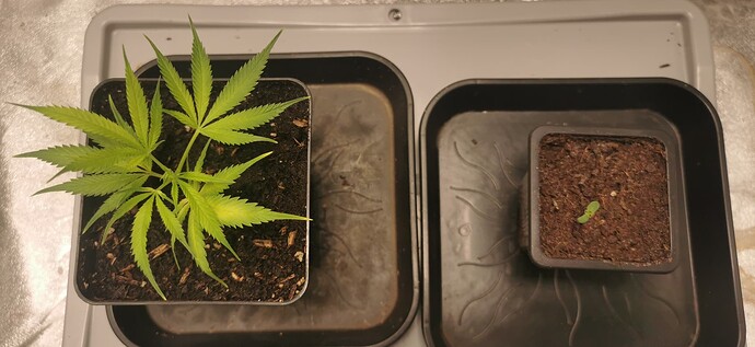 Growreport Bild 8