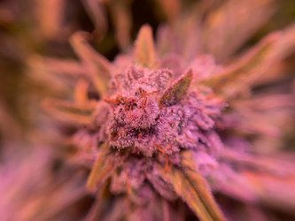 Growreport Bild 27