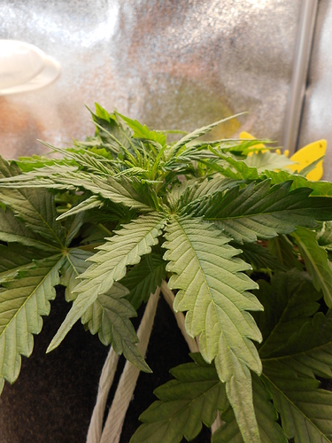 Growreport Bild 2
