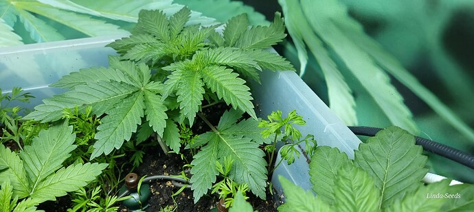 Growreport Bild 10