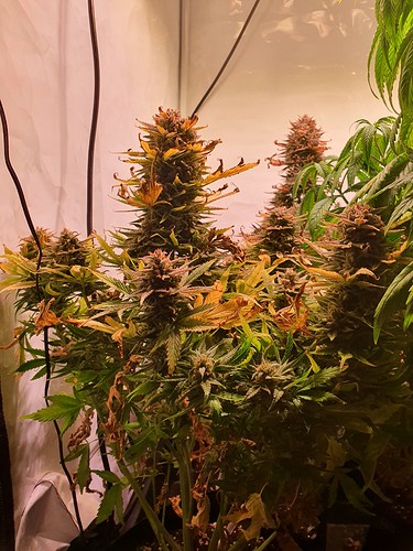 Growreport Bild 7