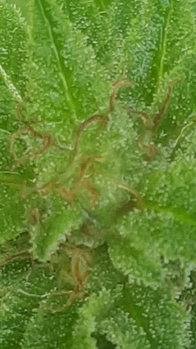 Growreport Bild 24