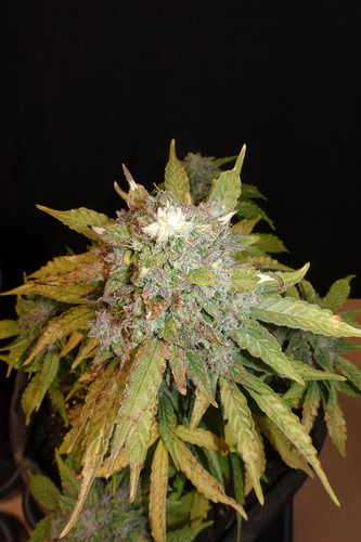 Growreport Bild 5