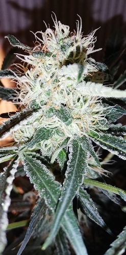 Growreport Bild 3