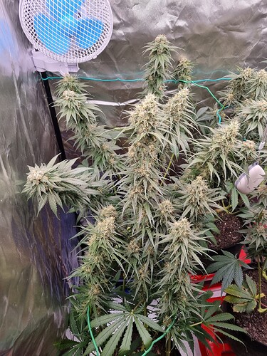 Growreport Bild 1