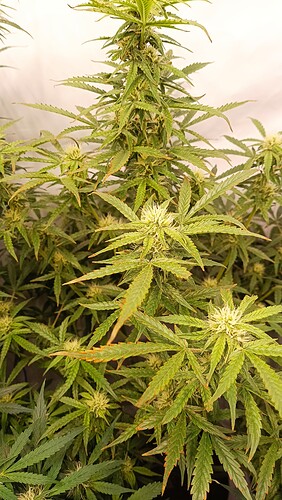 Growreport Bild 1