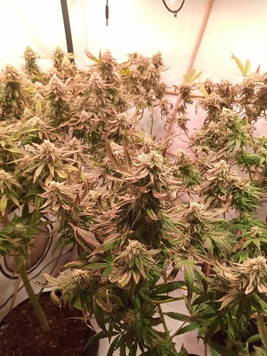 Growreport Bild 7