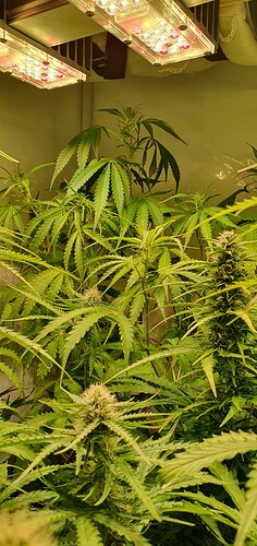 Growreport Bild 1