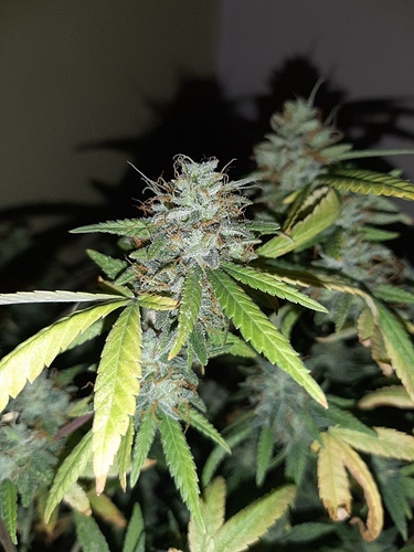Growreport Bild 6