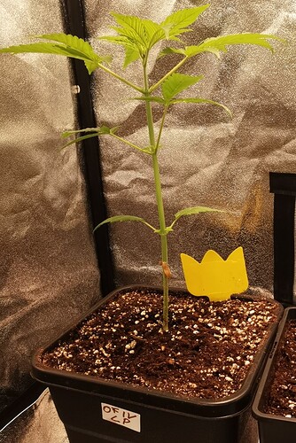 Growreport Bild 6