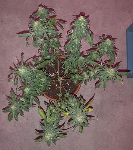 Growreport Bild 2