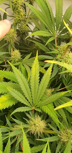 Growreport Bild 11