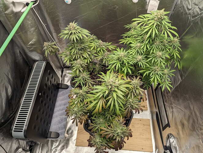 Growreport Bild 39