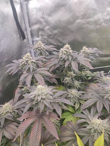 Growreport Bild 18
