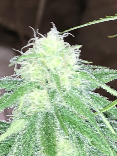 Growreport Bild 1