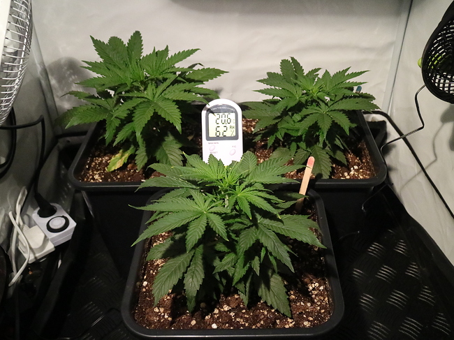 Growreport Bild 1