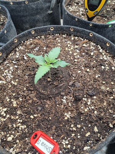 Growreport Bild 55