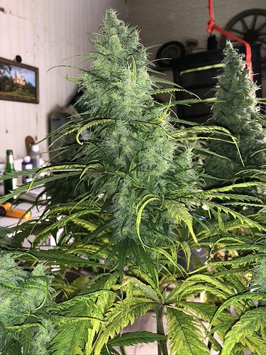Growreport Bild 8