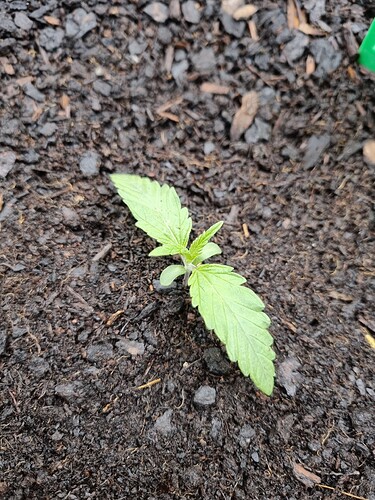 Growreport Bild 36
