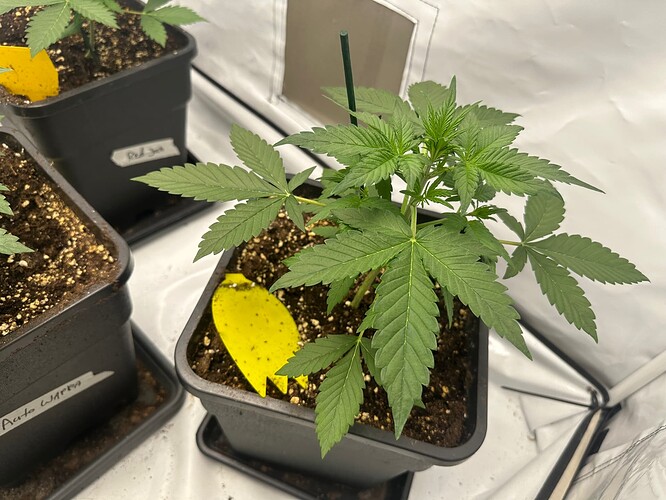 Growreport Bild 5