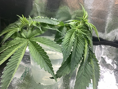Growreport Bild 9