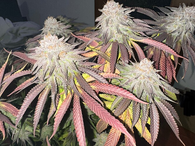 Growreport Bild 5