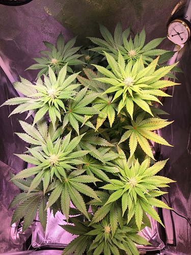 Growreport Bild 13