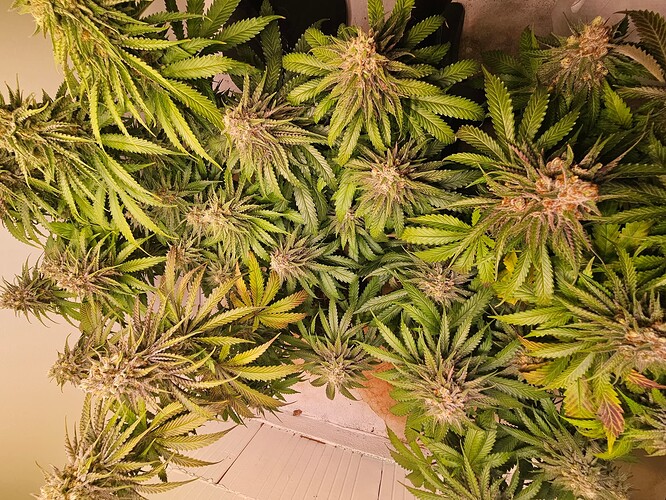 Growreport Bild 21