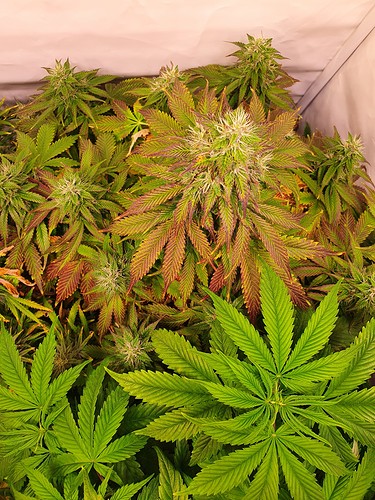 Growreport Bild 17