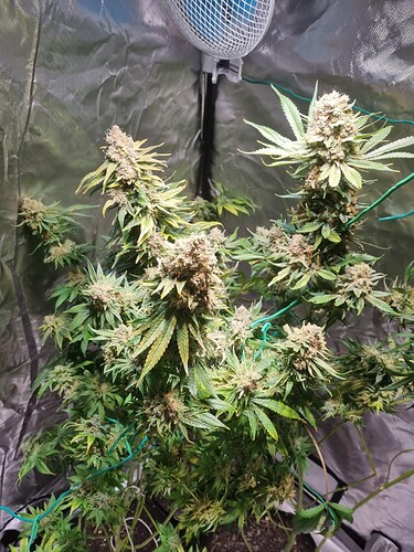 Growreport Bild 19
