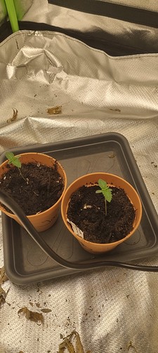 Growreport Bild 13