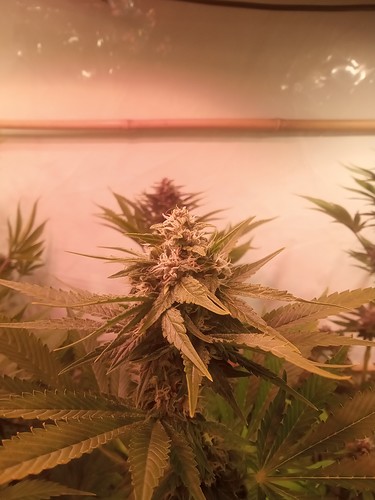 Growreport Bild 79