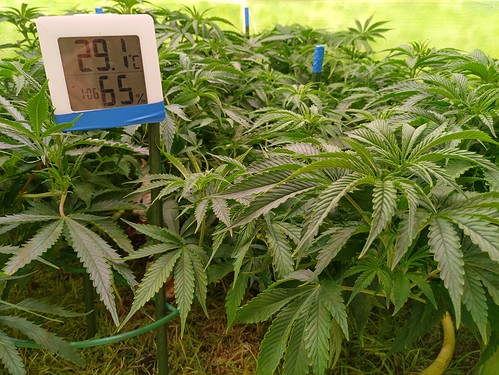 Growreport Bild 14