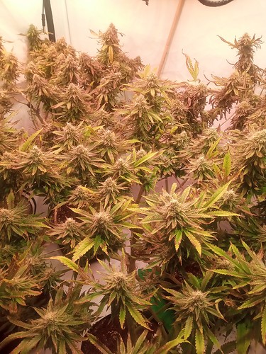 Growreport Bild 23