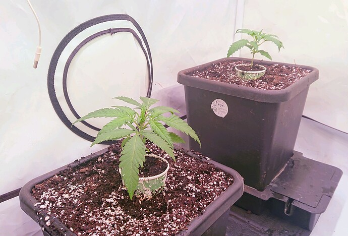 obscura1660941540553