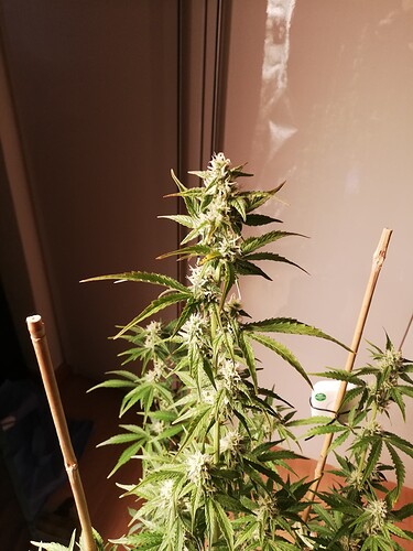 GG#3_231213-7