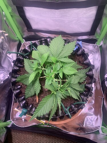 Growreport Bild 2