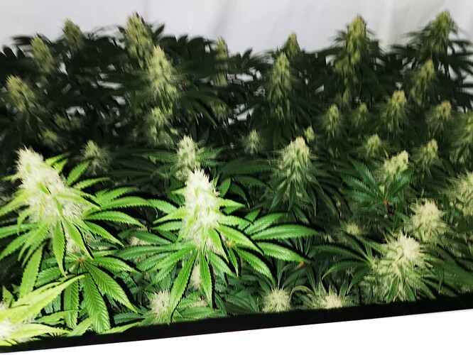 Growreport Bild 8