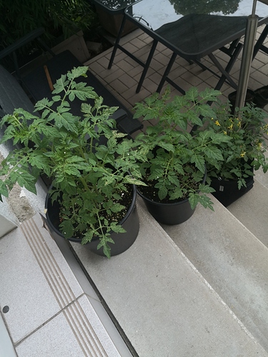 Growreport Bild 13