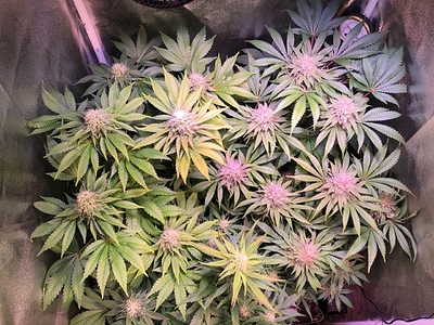 Growreport Bild 1