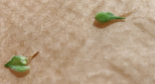 Growreport Bild 17