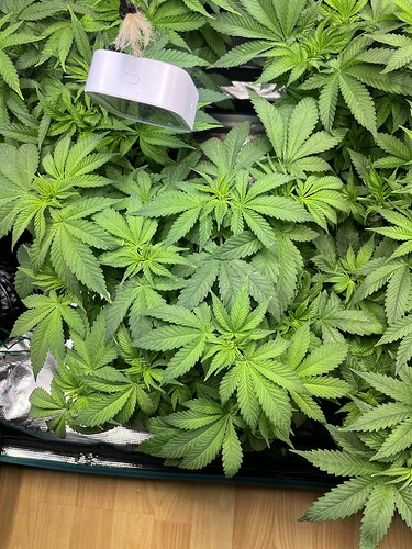 Growreport Bild 19