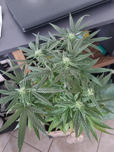 Growreport Bild 4