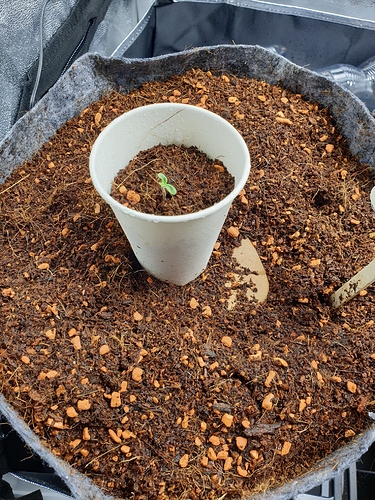 Growreport Bild 5