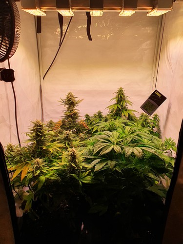 Growreport Bild 1