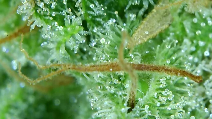 Growreport Bild 8