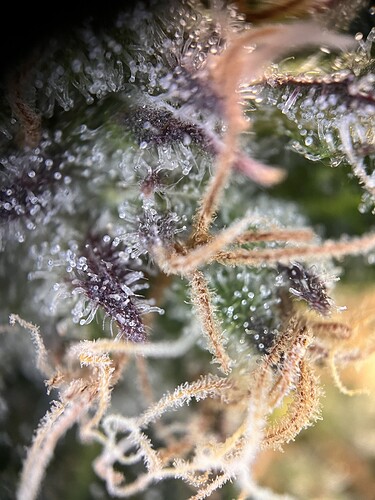 Growreport Bild 7
