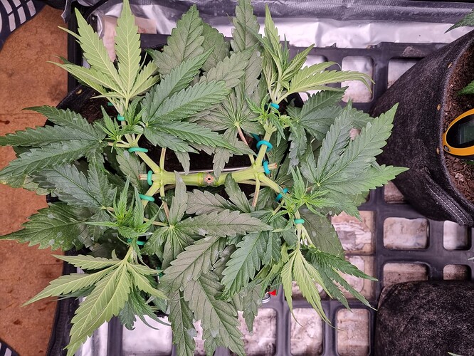 Growreport Bild 17