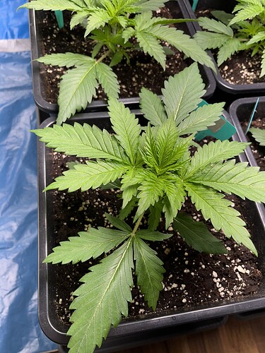 Growreport Bild 3