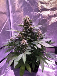 Growreport Bild 16